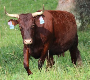 Springhaven Farm