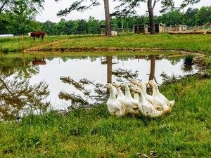 Manor Farms