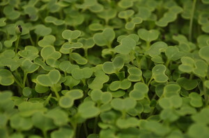 Mulino Microgreens