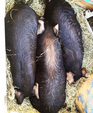 Aerie Farm East
