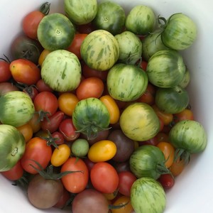 Belvedere Farmstead LLC