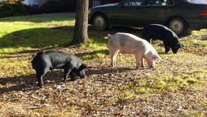 Bowers Farm