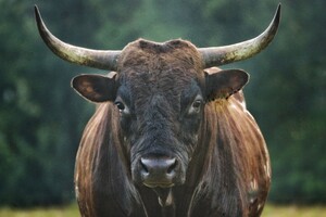 Ozark Akerz Regenerative Farm