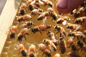 Willies Honey Company