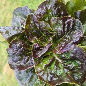 Rufener Farms