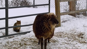 Lazy G Ranch & Rabbitry