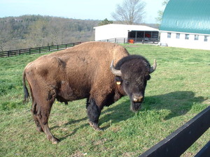 Vista Grand Ranch Buffalo Farm