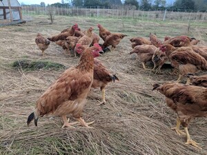 Anchor Ranch Farm