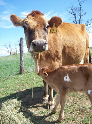 Creambrook Farm