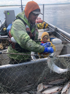 Sterling Wild Salmon
