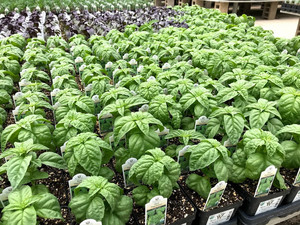 West Star Organics