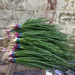 Windy Hill Family Farm