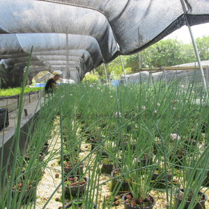 vicenty's aquaponics garden llc