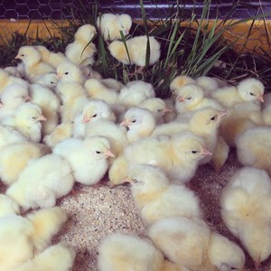Thousand Hills Farm
