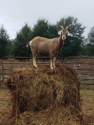 Long Grey Line Farm