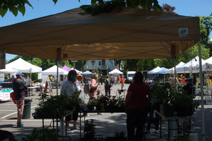 Saugerties Farmers Market