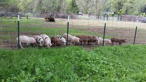 Napa Valley Swine